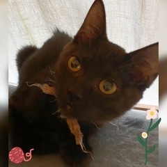 可愛いらし😍黒猫姉妹ショコラ・シフォンちゃん3ヶ月 - 猫