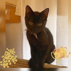可愛いらし😍黒猫姉妹ショコラ・シフォンちゃん3ヶ月の画像