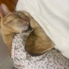 胸にジャンプ猫、きぃちゃん🌸 - 豊見城市