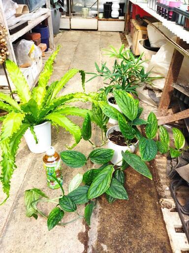 2023年　観葉植物　まとめて3点　その1　観葉植物　店舗装飾