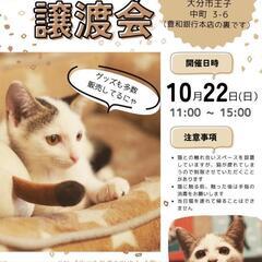 ONESPACEにて保護猫譲渡会🐱