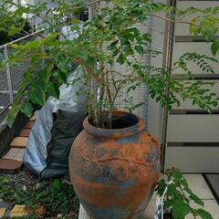 大きめのツボ、シマトネリコが植わってます。