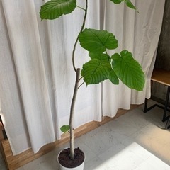 観葉植物　フィカスウンベラータ　140cm