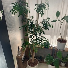 観葉植物　ジャスミン　160cm