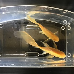 金魚　アルビノコメット大きめ2匹セット