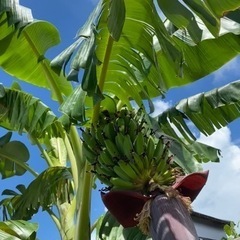 暖かくなったら販売予定 食用 バナナ 苗 南国  ハワイ