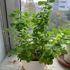 観葉植物など取りに来て頂ければ差し上げます