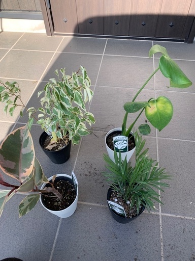 観葉植物4点セット