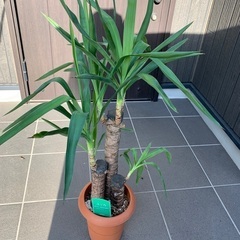 ユッカ　観葉植物