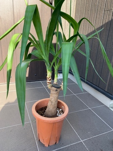 ユッカ　マヤツリー