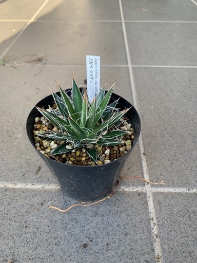 アガベ　シジゲラ　多肉植物