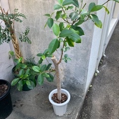 観葉植物　125cm