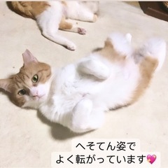 愛らしい猫達30-40匹参加‼️15日都内保護猫譲渡会 − 東京都