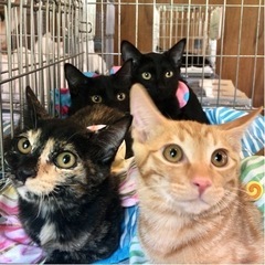 愛らしい猫達30-40匹参加‼️15日都内保護猫譲渡会 - 目黒区