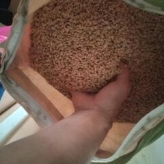 もち米　天日干し　籾30kg