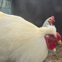 世界一大きな鶏　ブラマ