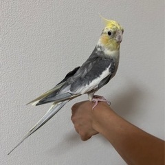 手乗りオカメインコ