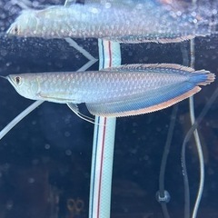 【完売色】HARE サイコウチクデニムパンツ ブルー S-(🌟決定しました🙇‍♂️)ブラックアロワナ売ります。