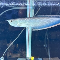 (🌟決定しました🙇‍♂️)ブラックアロワナ売ります。