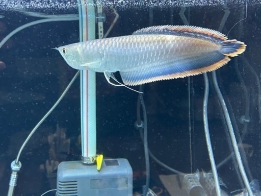 🌟決定しました🙇‍♂️)ブラックアロワナ売ります。 (じゅん) 枚方の  