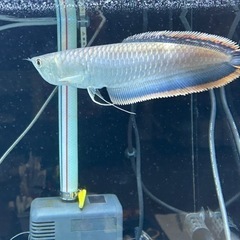 【完売色】HARE サイコウチクデニムパンツ ブルー S-(🌟決定しました🙇‍♂️)ブラックアロワナ売ります。