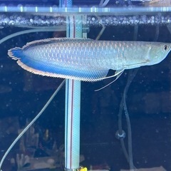 【完売色】HARE サイコウチクデニムパンツ ブルー S-(🌟決定しました🙇‍♂️)ブラックアロワナ売ります。