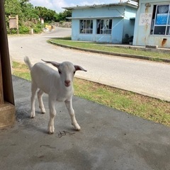 動物と共に暮らす生活