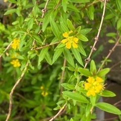 黄色い花（キバナミソハキ　かな？）