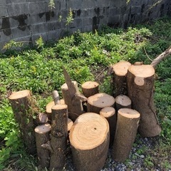 桐の材木　丸太　多数　薪