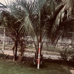 ココスヤシ 庭木 シンボルツリー 宅急便発送不可