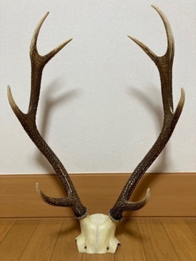 鹿角　鹿角オブジェ　鹿角飾り