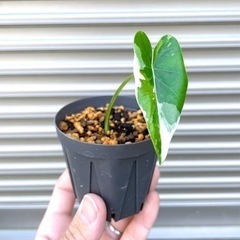 斑入りクワズイモ　観葉植物