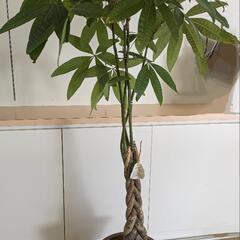 観葉植物　パキラ