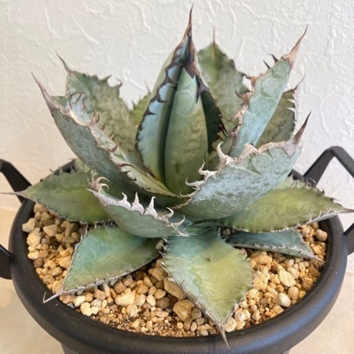 観葉植物：アガベ　チタノタ　ライオンズメーン