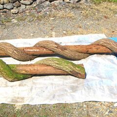 （珍品）大蛇の様な杉丸太 長短２本