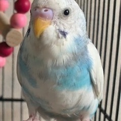 セキセイインコ探しています！！