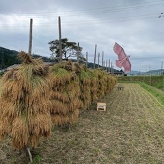 （天日乾燥）【もち米】宮城県登米市産みやこがねもち　玄米30kg