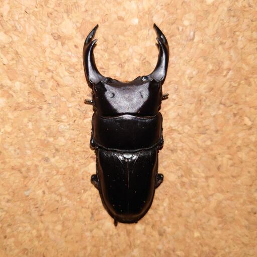 【売約済】能勢YG オオクワガタ ３セット ♂77.0mm♀50.0mmペア＋♀48.5mm