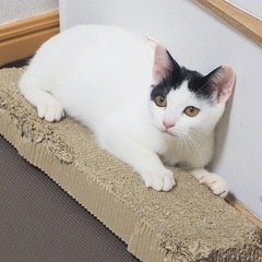 わんぱく子猫ちゃん🐾【里親募集！】