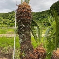 蘇轍　ソテツ　大株