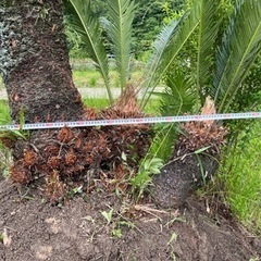 蘇轍　ソテツ　大株