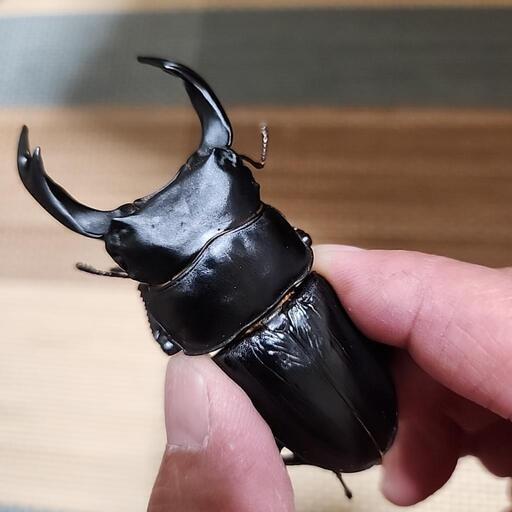 能勢SR　オオクワガタ