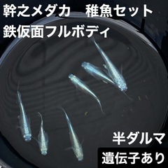 大阪府交野市 稚魚10匹セット 幹之メダカ