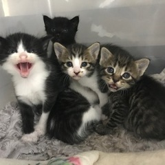 5匹の子猫 - 猫