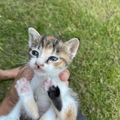 生後2ヶ月位の元気な仔猫【保護猫】里親様募集