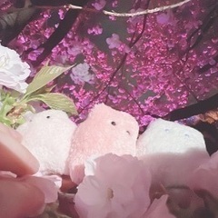 23/10/14 お花とぬい撮りしませんか？