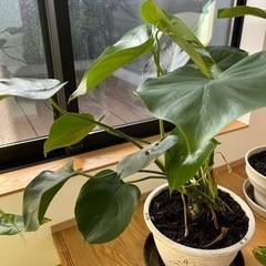 【観葉植物】モンステラ・寄せ植え鉢（1個）