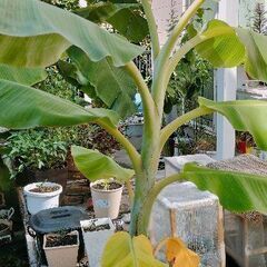 アイスクリームバナナ苗　鉢植え