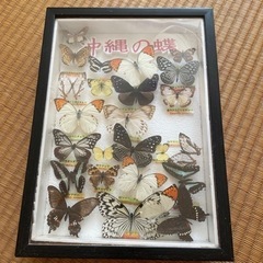 沖縄の蝶　標本　