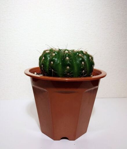 サボテン　すみれ丸